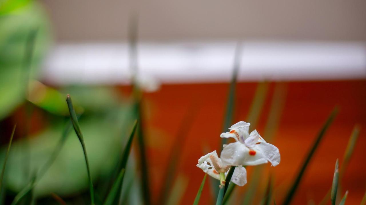 Pousada Flor De Anis Alto Paraíso de Goiás Dış mekan fotoğraf